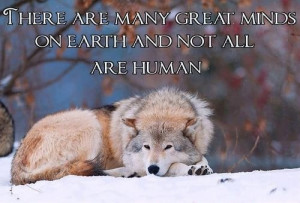 Wolf quote