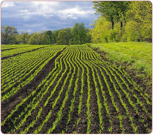 Vocation Meditation - July 13