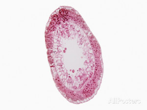 Hydra Cross Section Female
