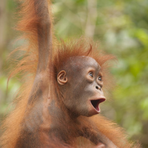 Young Bornean orangutan 