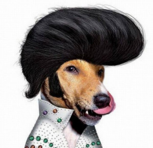 Elvis Presley Reborn As a Dog