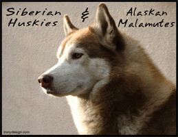 ... Fun Shop - Humorous & Funny T-Shirts, > Dogs > Siberian Husky