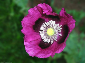 Purple Poppy Flower
