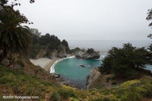 Forest Julia Pfeiffer Burns