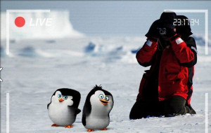 Movie Madagascar Penguins Quotes