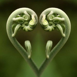 The spiraling of new unfurling silver fern fronds is known as Koru in ...