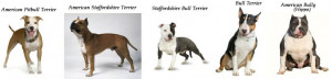 é a diferença entre um American Pit Bull Terrier (APBT), um American ...