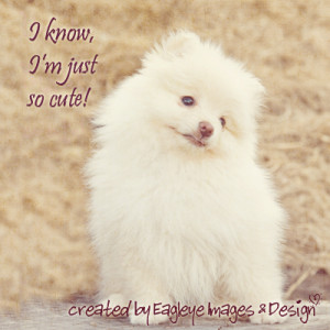 Know, I’m Just So Cute! Animal Quote