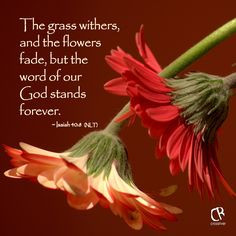The grass withers, and the flowers fade, but the word of our God ...