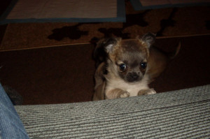 Blue Fawn Tiny Teacup Chihuahua Girl For Sale