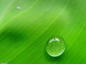 Water Drop On Leaf Quotes