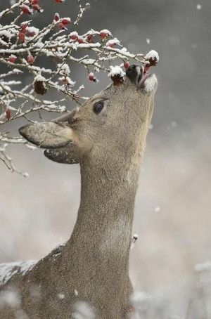Winter deer