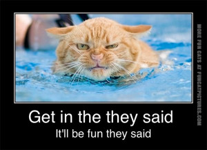 funny-cat-pics-swimming-cat-it-will-be-fun-they-said