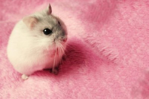 animals, hamster, pink, rosa, tiere