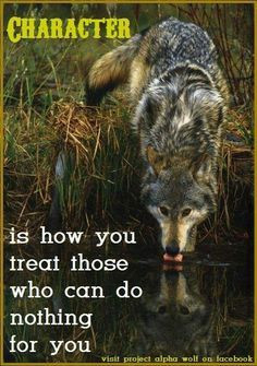 ... american quotes about wolves | Wolf with a random but good quote