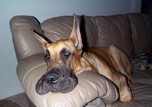 sad great dane on couch