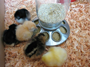 raising chicks baby chick care