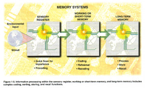 Working memory Picture Slideshow