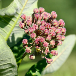 Holocaust, jerry spinelli what is would say is the has milkweed book ...