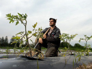 ... allure of manure: Growing numbers of young urbanites drawn to farming