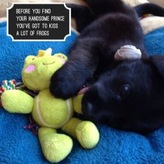 Black lab / Labrador puppy - Quote - Kiss A Frog / Frog Prince https ...