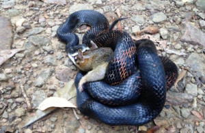 predator prey examples