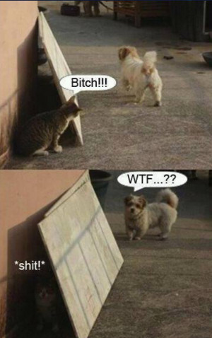 Cat vs Dog Funny Quotes