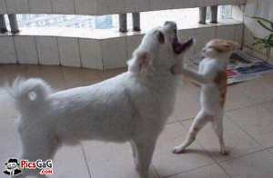 Bitten By Cat Funny Dog