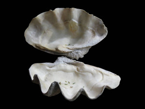Pearl Oyster Shell