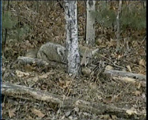 Setting Snare Traps for Coyotes