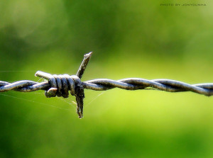 razor barbed wire Fear of freedom Eleutherophobia