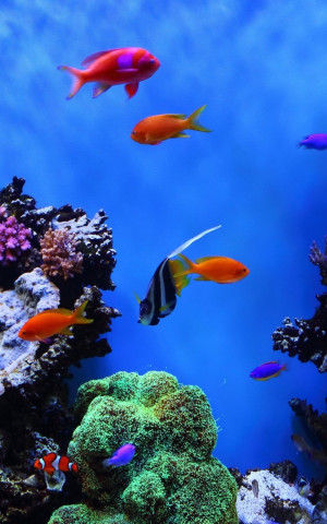 Funny Quotes Contact Us DMCA Notice