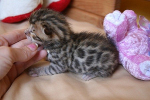 asian leopard cat kittens
