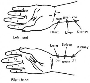 This picture above shows the pulse points for all the yin meridians in ...