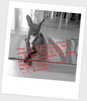 Makes A Great Instructor Dog Agility Blog Action Day. Aussie Quotes ...