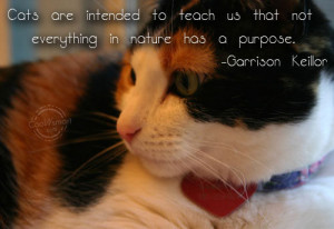Cat Quotes and Sayings