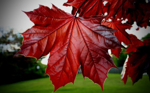 Red Maple Leaf | 1440 x 900 | Download | Close