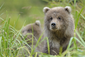 grizzly bear love