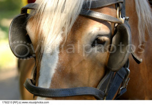 Horse with blinders