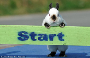 Buggin' out: Snoopy the show jumping rabbit can jump around 60cm high