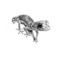 Gecko Drawings