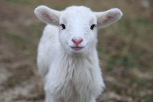 Search Results for: Baby Sheep