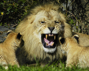 Lion cubs have no fear of their roaring father. Adult lions are said ...