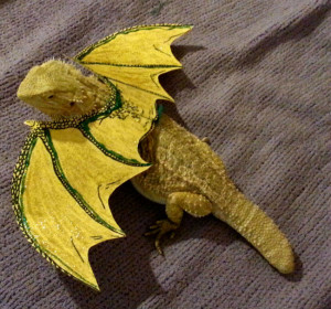 Even bearded dragons like dressing up for halloween