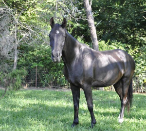 saddlebred horses for sale