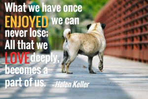 Dog Quotes Dog Loss Quotes Sayings Dog Death Quotes Sympathy Dog Loss