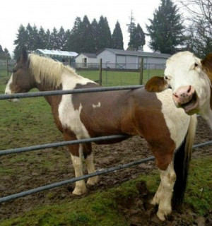 Funniest Animal Photobombs