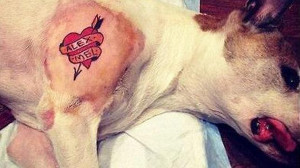 Tatúa sobre su perra que ama a su mujer