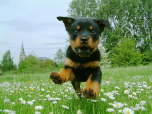 Angry Rottweiler puppy running