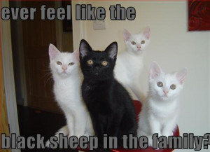 Funny Pictures Cat Black Sheep